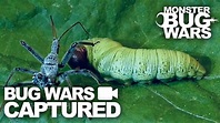 Bug Wars Captured | Compilation #6 | MONSTER BUG WARS - YouTube