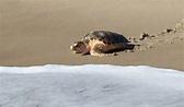 Stranded Sea Turtle Returns to Ocean from Assateague State Park