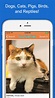 Furry Friend Finder Pet Rescue by Allen Tom - (iOS Apps) — AppAgg