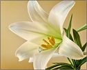 Free Images : white, flower, petal, bloom, floral, spring, petals ...