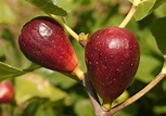Figs remain popular Louisiana fruit - LSU AgCenter