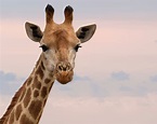 Free photo: Close-Up Photography of Giraffe - Animal, Long neck, Wild ...