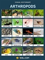 Arthropods: List of Popular Arthropods with Useful Facts • 7ESL