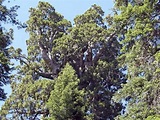 Upon further review, giant sequoia tops a neighbor
