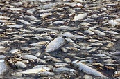 Mystery as Thousands of Dead Fish Wash up Causing 'Horrific' Smell