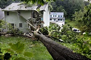 Pa. man killed after tree falls on house, traps him in his bed ...