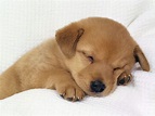 Puppy World: Really Cute Puppy Pictures