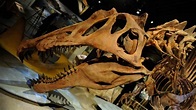 Towering Dinosaur With Radioactive Skull Identified in Utah - Geology In