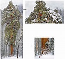 The President - Giant Sequoia | Landscape Plants | Oregon State University