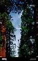 Giant Sequoia (Sequoiadendron giganteum) researcher Steve Sillett moves ...
