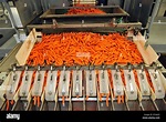 Carrots cleaned and packaged in a vegetable processing factory for ...