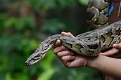 Large Python Removed From Florida Yard - On Point Wildlife Removal