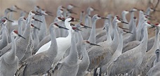 crane-migration – Wildlife In Nature