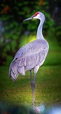 Standing Sandhill Crane Photograph by Mark Andrew Thomas - Fine Art America