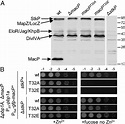 Phosphorylation-dependent activation of the cell wall synthase PBP2a in ...