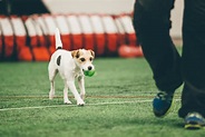 Agility Drills And Course Plans **FREE** - OneMind Dogs