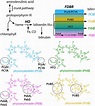 Biosynthesis of bilins. A common tetrapyrrole pathway gives rise to ...