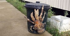 Largest Crab on Land: Meet the Coconut Crab