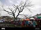 Standing by a tall tree with all its leaves blown off by Typhoon Haiyan ...