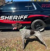 Meet Groot – the newest member of the Iredell County Sheriff’s Office