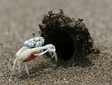 Get a room! Crabs shack up in private
