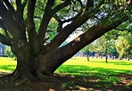 Download free photo of Tree,trunk,branches,thick,strong - from needpix.com