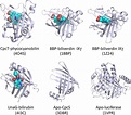 Structural comparisons among six bilin-binding members in the FABP ...