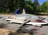 Florida fisherman may have record with 800 pound shark caught in Gulf