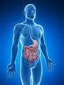 Food Digestion Time - Bodytomy