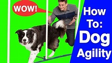 An Introduction to Dog Agility! – Pet News Live