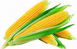 The Health Benefits of Corn that people should know - Newtechlifes.com