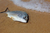 Free photo: Dead Fish on Beach - Beach, Dead, Fish - Free Download - Jooinn