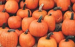 wallpaper pumpkin, harvest, autumn, ripe, october HD : Widescreen ...
