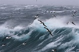Birds in a hurricane - IVAR