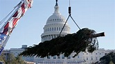 U.S. Capitol 2020 Christmas tree arrives in Washington, D.C. | 9news.com