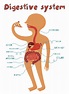 Digestive System Facts for Kids - Bodytomy