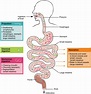 Digestive System Processes and Regulation | Anatomy and Physiology II