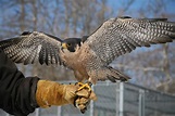 Peregrine Falcon — Wildlife Science Center
