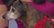 Furry Friend Finder: Fred Astaire And Bette Davis - CBS New York