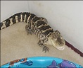 Gator Found During Drug Bust | WBAL NewsRadio 1090/FM 101.5