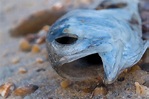 Residents Spot Dead Fish on North Shore Beaches | TBR News Media