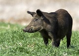 Wild hogs are more than a mere nuisance | Mississippi State University ...