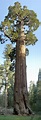 The Giant Sequoia (Sequoiadendron giganteum) - General Grant Tree - in ...