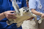 National Aquarium Releases Seven Sea Turtles at Assateague State Park ...