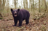 Black Bear Sighting Alarms South Jersey Residents