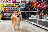 Cute Outfits, Holistic Treats, and More: These NoVA Pet Stores Elevate ...