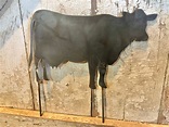 Dairy Cow Garden Stake Dairy Cow Metal Art Outdoor Spring - Etsy