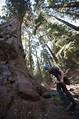 The Science of Giants: Exploring Redwoods Research from the Top Down ...