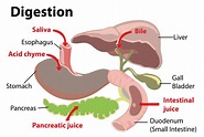 Explain the digestion in the small intestine?