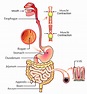 Digestive System in Human Body – Earth's Lab